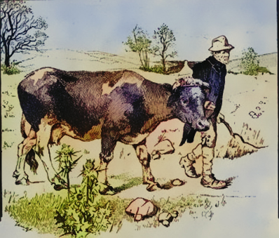 Mierlo, een oude agrarische gemeenschap in de Meijerij. Boer met koe